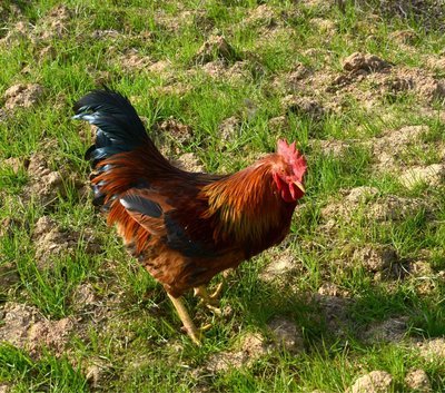 1703680250181718.jpg 41a9795a06c134ab74ebdeacf5fec3ff_t010d3f0c7efa67f416.jpg