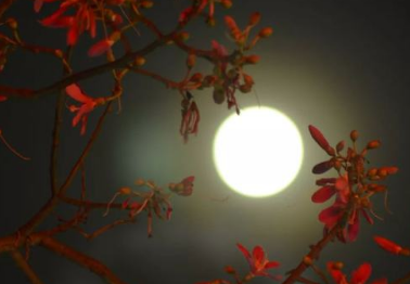 【黃小平作品】专辑《红尘不染修心悟​》
