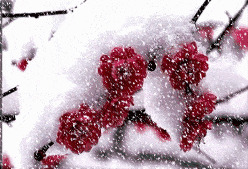 c49ef0a86f6cf822c6251b1cf8319434_d24387d87a6c4be586f9a581f12d5ddb.gif