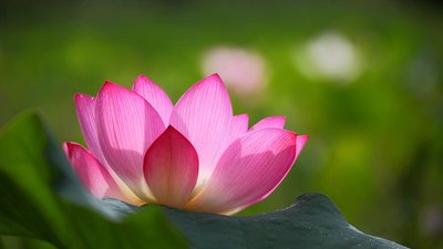 【黄小平作品】专辑《荷花​》