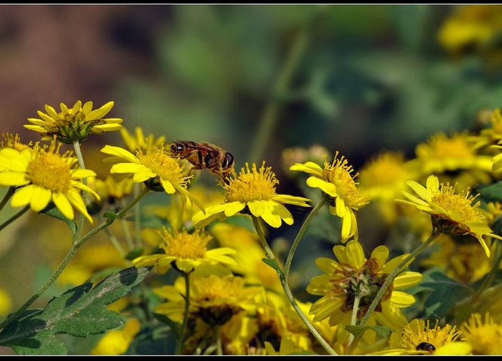 1704694433693809.jpg 5e97b1c2fd394bb856732ad9fe3acc98_1259772288828_mthumb.jpg