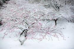 《癸卯腊月江南首雪》作者：余献增【大众原创诗词曲网刊】签约作家