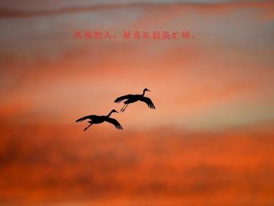 《没人懂的孤独》作者:绿知了【大众原创诗词曲网刊】签约作家