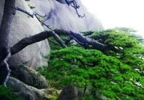 《青松吟》作者:潘恩生【大众原创诗词曲网刊】签约作家