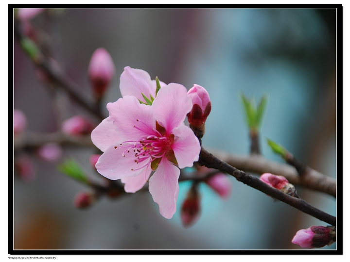 1707355895213250.jpg a2e01366103979fc3e69023d0a6fed5e_1238750484337_mthumb.jpg