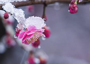 《春雪​》作者:  ​张勇【大众原创诗词曲网刊】签约作家