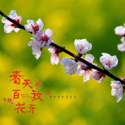 《春天的声音》作者: 御风寻梦【大众原创诗词曲网刊】签约作家