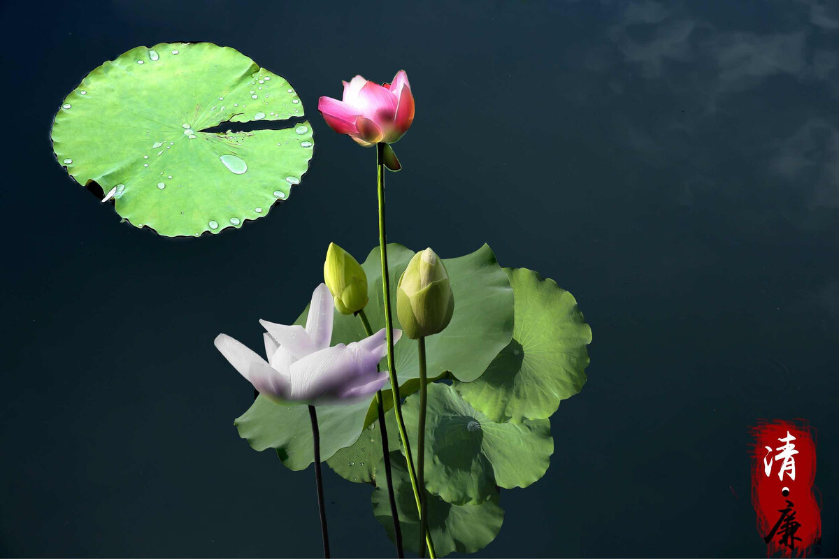 1709299153229826.jpg 3fbdc3630bf1aa66fcf2ae52cbe743da_15676589.jpg