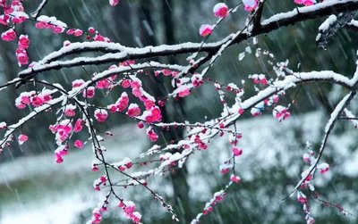 《梅与雪》作者:千金 【大众原创诗词曲网刊】签约作家