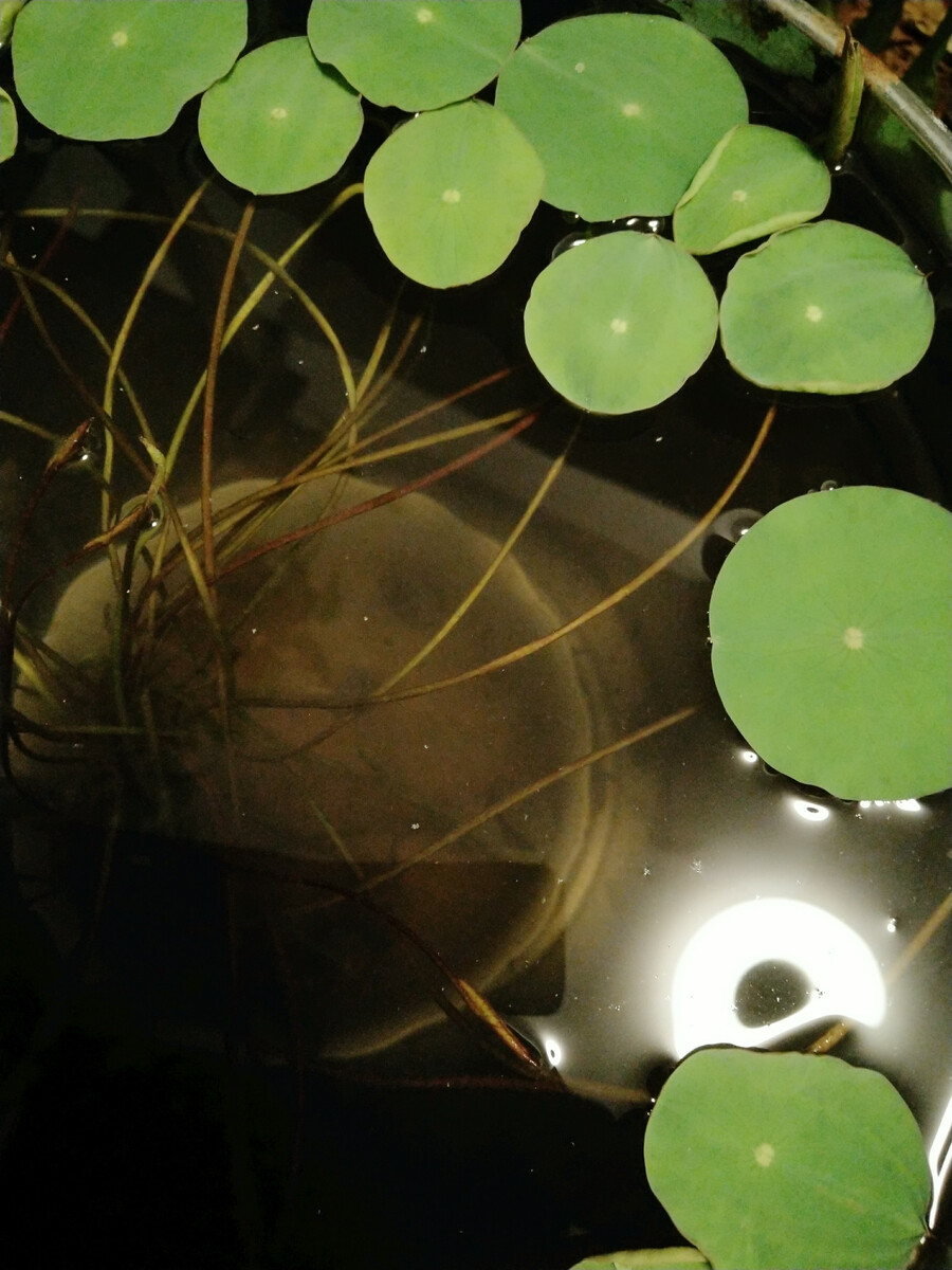 1709383230397215.jpg dc2ff4f31e872bfae34a97c1e81992f9_39715347.jpg