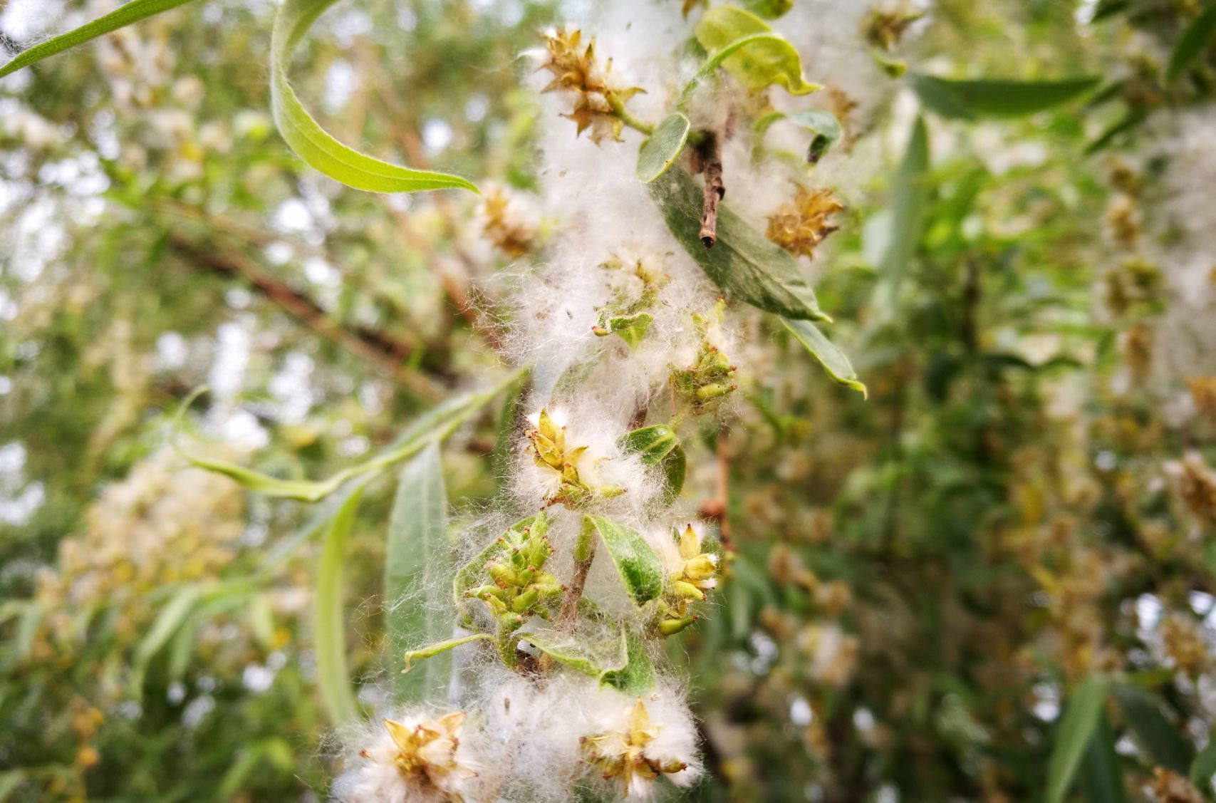 1709383318683626.jpeg d36a5373b13d39f83aadee25646033bf_07fee4fedb09469fadfd6119a206be66.jpeg