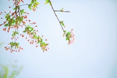 《​春光寂》作者:梧桐【大众原创诗词曲网刊】签约作家