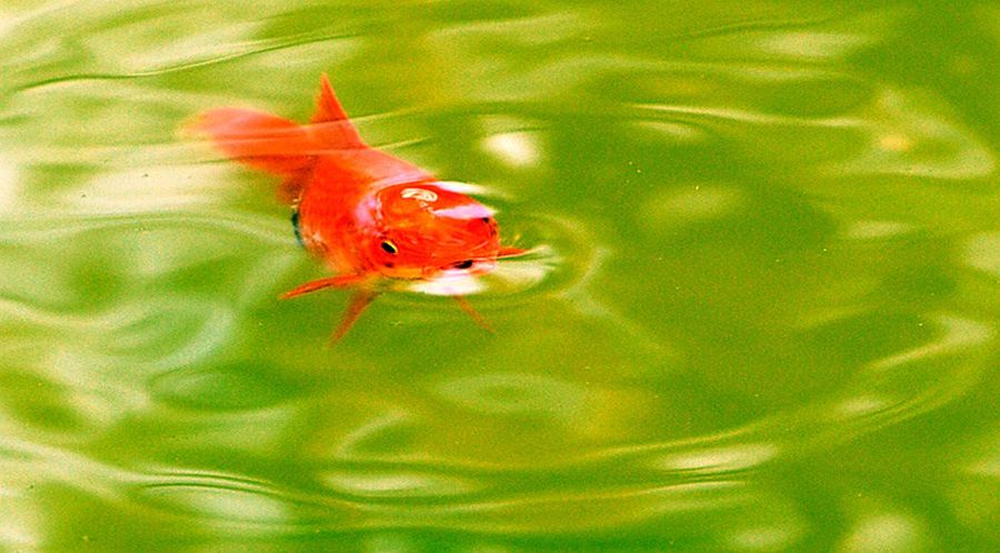 00609a57a555cbd89c3267aa69ffe6e4_21195765_1462517538010_mthumb.jpg