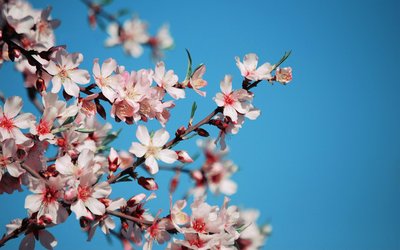 【热文头条】《桃花》