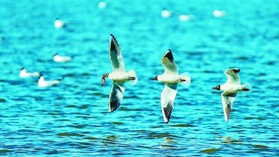 1711868848330918.jpg dadda8c144a3f825bf03509ff7c4a86e_t015540cdf7882defe7.jpg