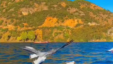 1711868881329582.jpg dd42ed9e1363f70e9cb25e9230857699_054103015FAE78E50000012B0C02804E.jpg