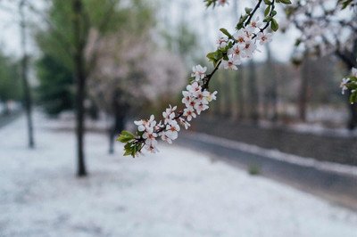 《春雪》作者:​平安【大众原创诗词曲网刊】签约作家