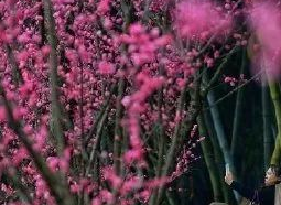 《望江初春思》作者: 谢远芳【大众原创诗词曲网刊】签约作家