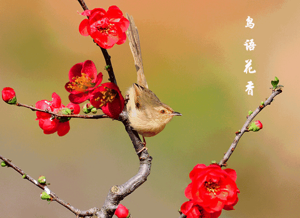 6be542a238e586f744e52003a0d3d71e_d23ed4a8f3194e5fb33af3cc34223720_th.gif