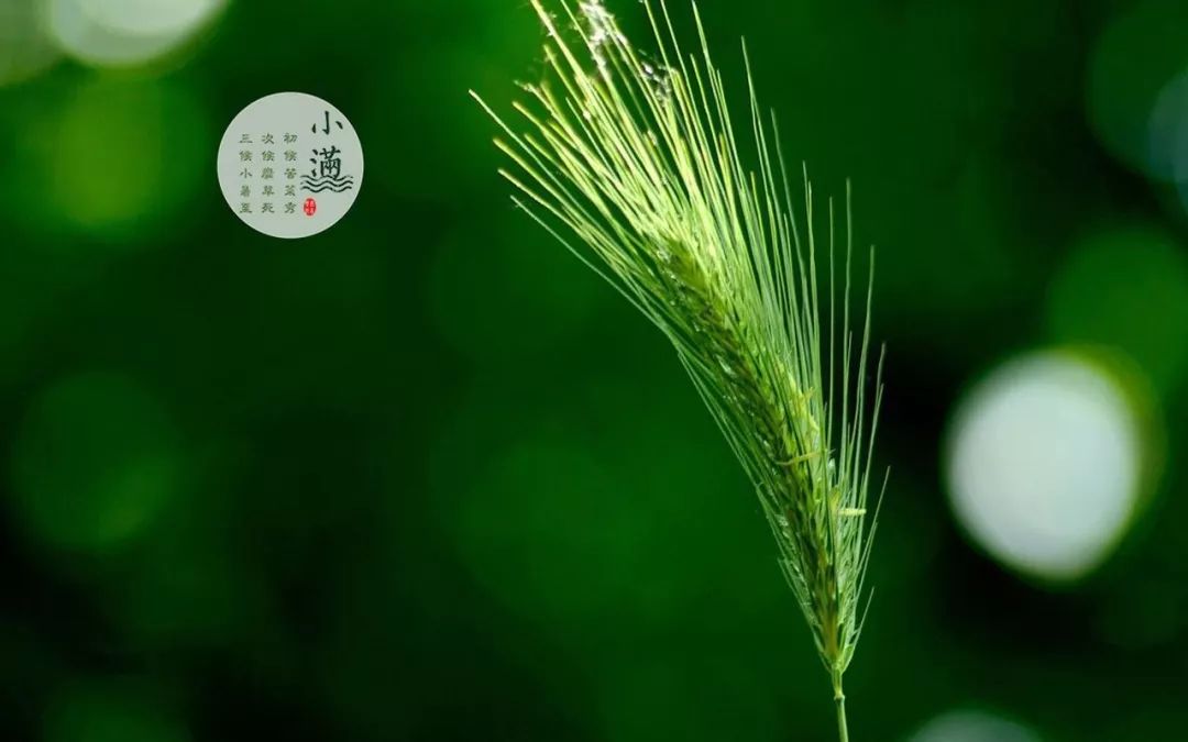 小满前后这样推拿 苦热前调到最好状态