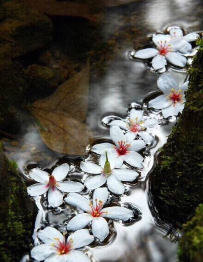 花开半季, 只为寻找前世的余香 情感美文