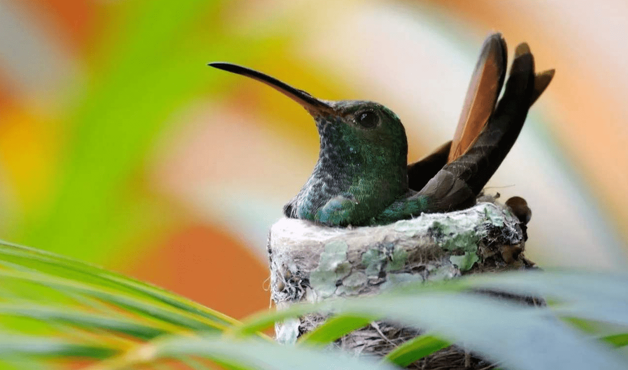 农村每年传出有 布谷 叫声的是什么,为何收完麦子就没有