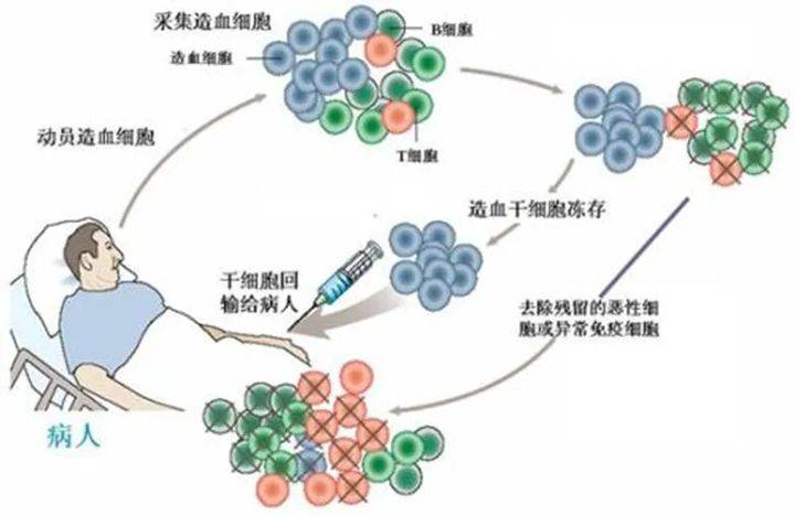 科普 干细胞可以从人体的哪些组织中提取