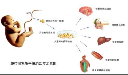 神秘的间充质干细胞 干细胞中的007