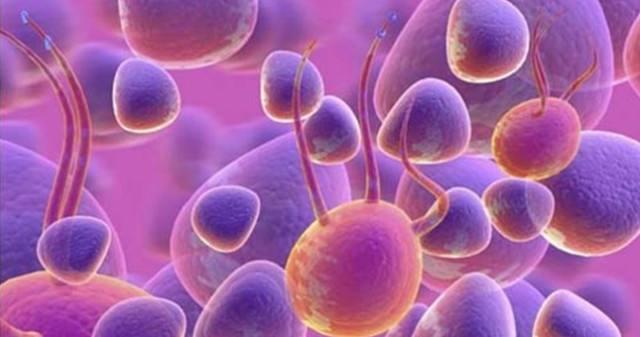 自体脂肪丰胸手术,怎么才能保证细胞的成活率呢