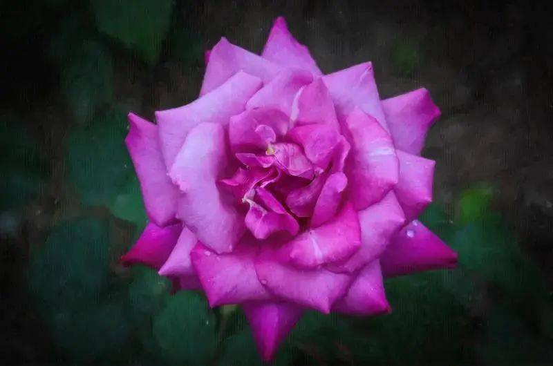 百花展进入倒计时 错过就要再等一年