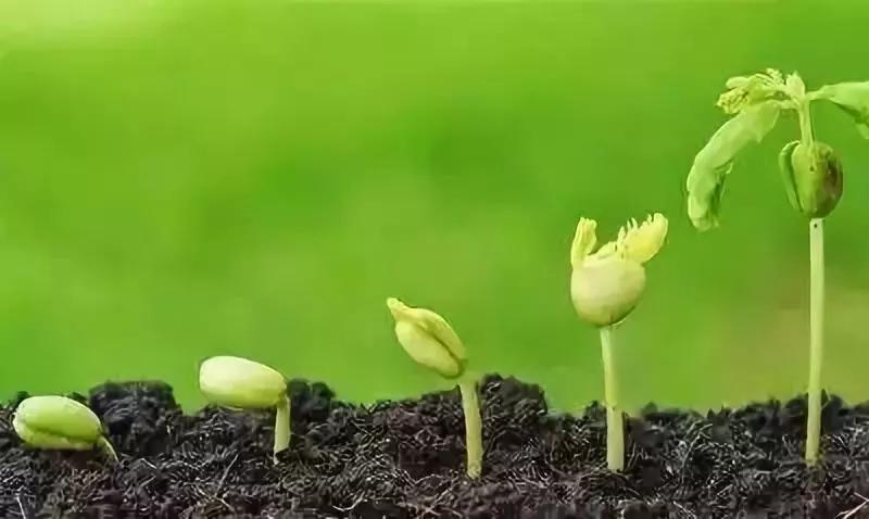 风口浪尖,黄金时代已经来临