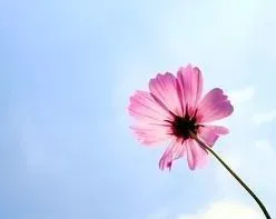 【新歌推荐】《你是一朵花》