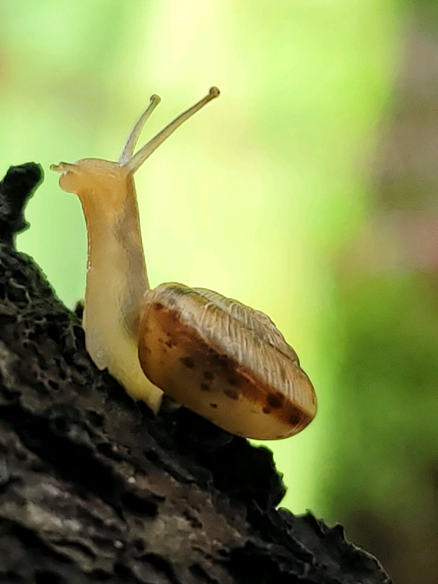 雨后蜗牛活起来 动作缓慢好可爱