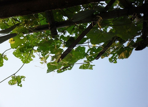 我家有片小森林 