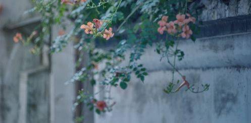 秋天想要一个小院子,花开花落一辈子