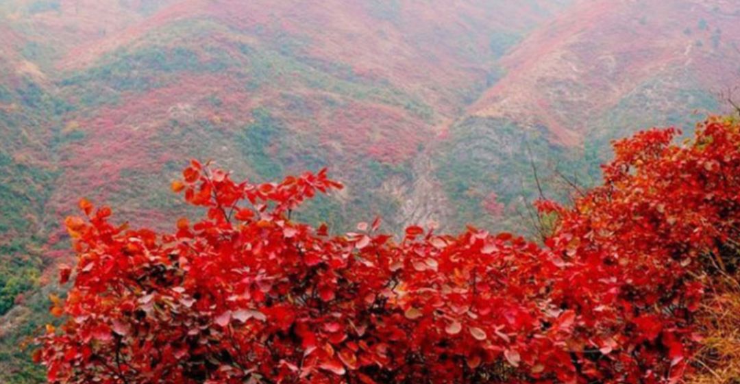 黄山 红叶摄影园 新安画境 篁岭石门山峡谷 民间故宫四日游