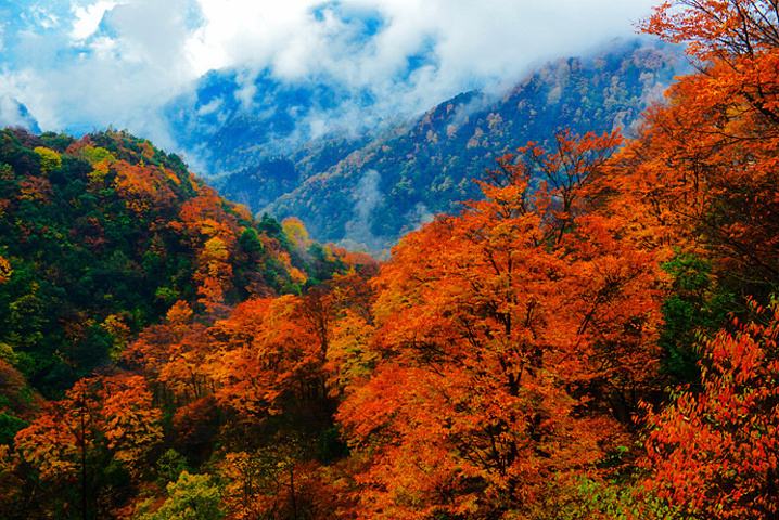 红叶季 光雾山景点攻略及介绍,看了立马就想出发