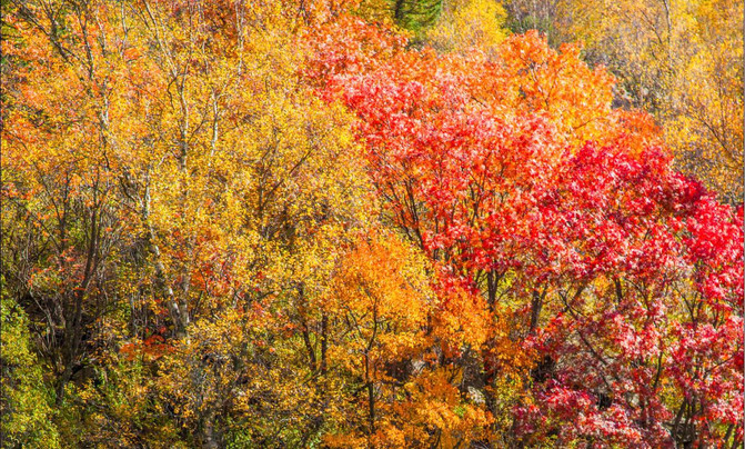 又到满山红叶时,松坪沟那抹秋色与惊艳,最是彩林红叶观赏时,看红叶就得去松坪沟,人少景美花费少
