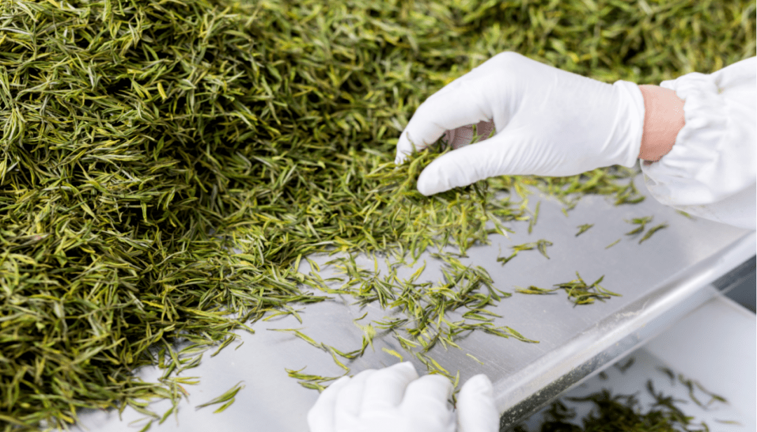 少量明前安吉白茶预售,明前头采安吉白茶,鲜爽甘甜,香若幽兰,错过再等一年