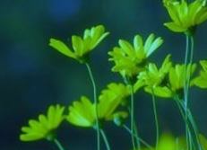 《晚风》作者:​蔡科【大众原创诗词曲网刊】签约作家