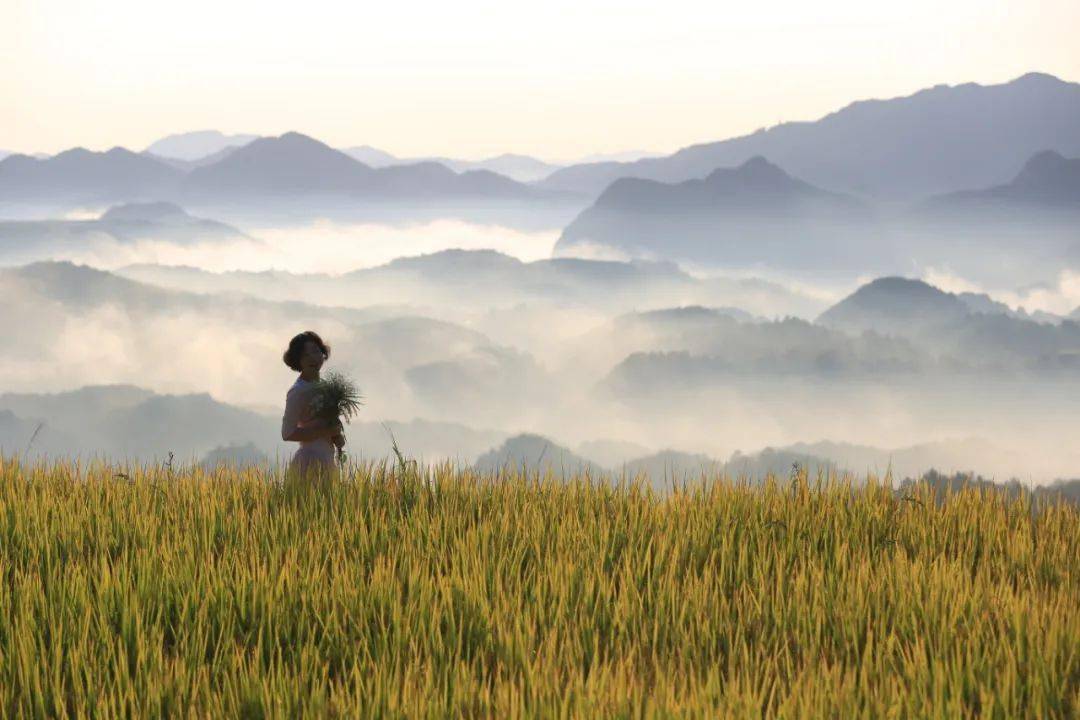 天台摄记之泳溪乡北山村 最美人间九月天 ┃拍摄 夏文娟