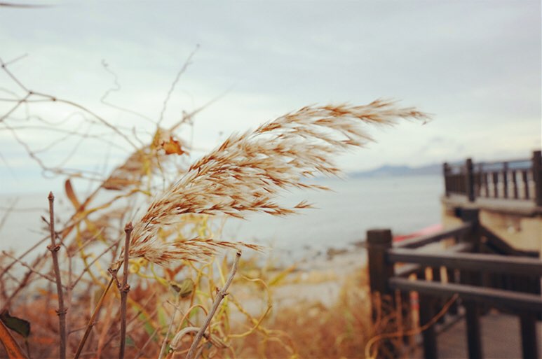 风吹芦苇.图片