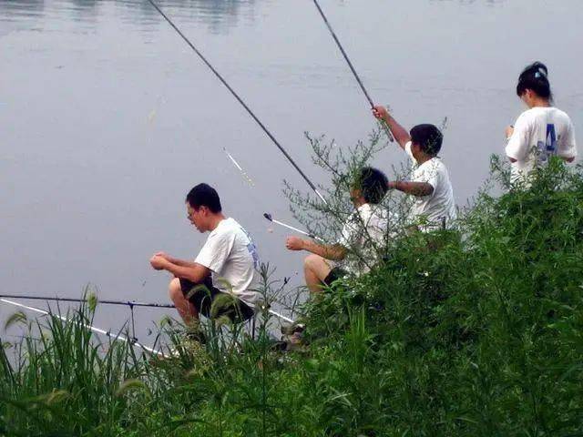 学会了中秋时节野河草丛钓鲫鱼的几点小妙招,让你连竿爆护到手软