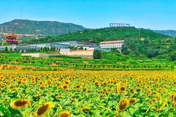 探访乡村振兴的 振兴 新路