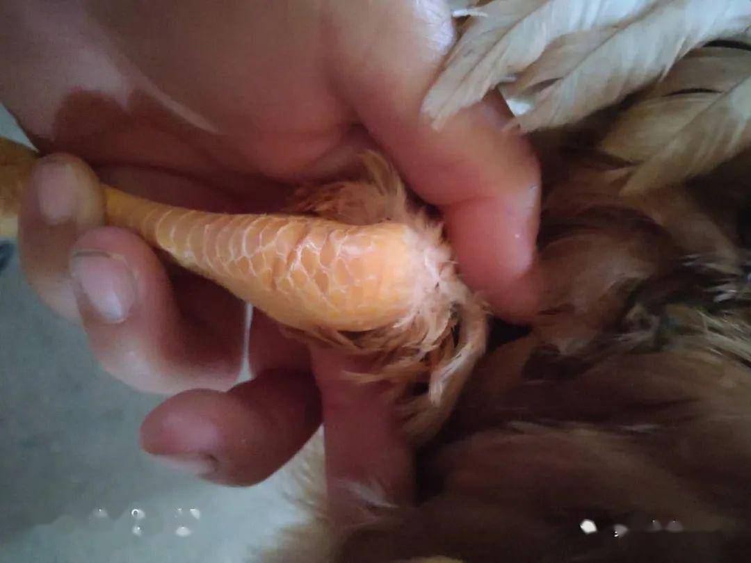 无抗养殖的推动下,纯中药专治滑液囊支原体的复方组合究竟有多好 治疗的彻底吗