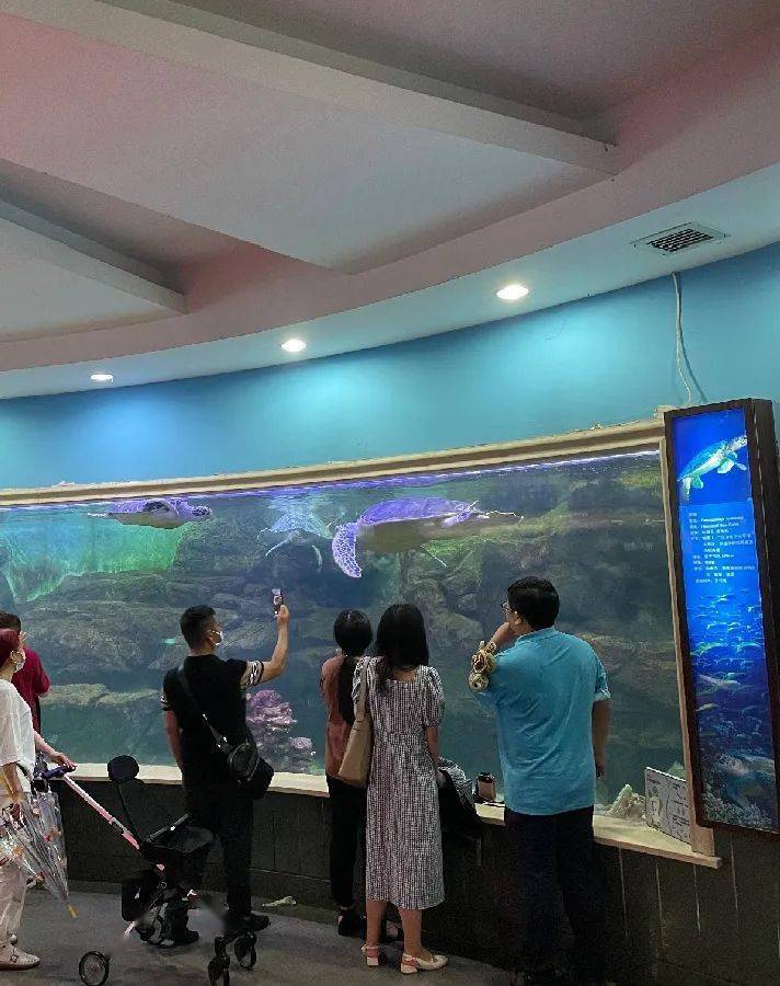 世界海龟日,让我们一起认识并保护龟龟们