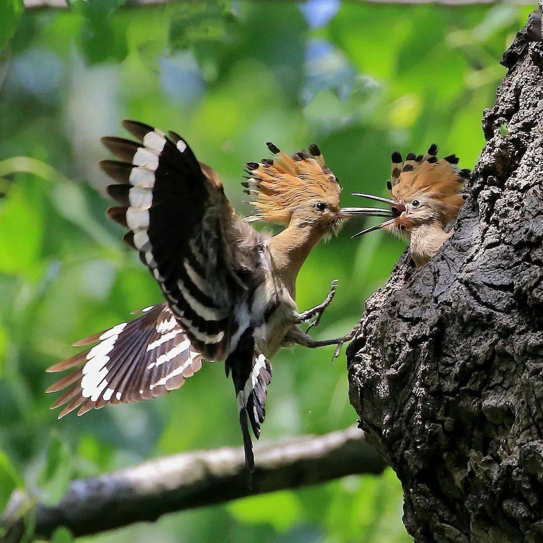看 这是动物界的父爱如山