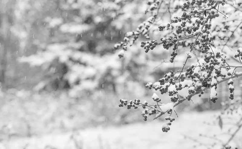 《雪花飘落着》作者:​虬岛【大众原创诗词曲网刊】签约作家