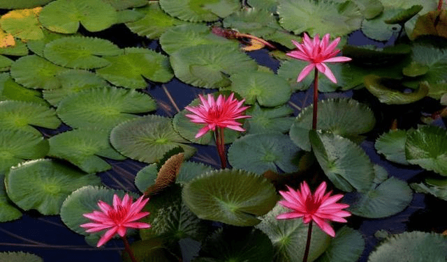 未来四个月运势爆棚,财运大旺,彩票中大奖,3星座未来一片光明