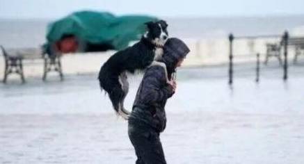 狗会游泳不代表不会淹死,一场救狗冒险,苟延残喘握住一线生机